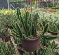 8" Cactus Stapelia Starfish HB 